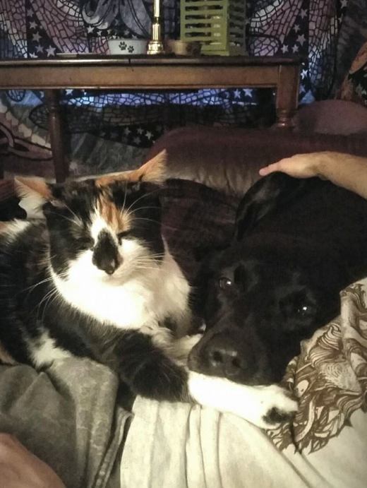 10891826_10203319199560171_2114919436246156014_n